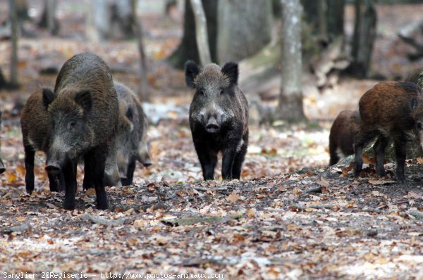  Image name: 08 Cinghiale.jpg 
 width: 600 pixel 
 height: 398 pixel 
 Size: 68716 bytes 
 Click to enlarge 